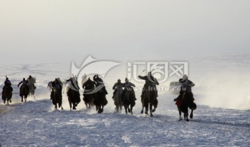 风雪中骆驼比赛