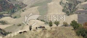 天山山坡上的旱田和马群