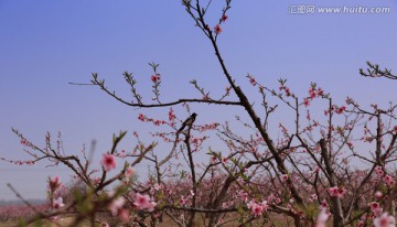 桃花盛开喜鹊登枝