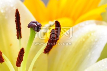 花蕊