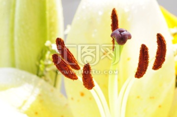 花蕊