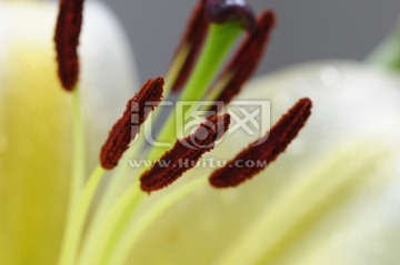 花蕊