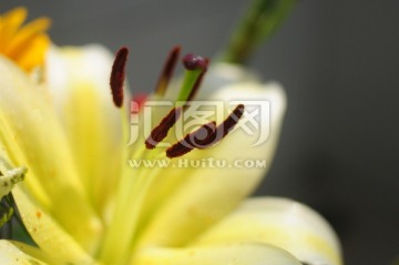 花蕊