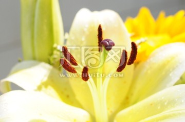 花蕊