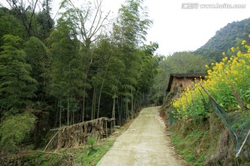 油菜花