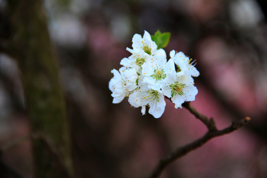 白色的梨花