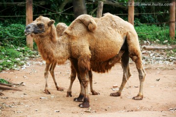 骆驼 动物