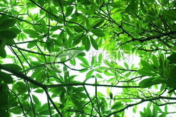 树叶 背景素材 绿色植物