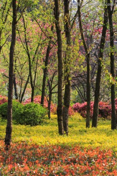 阳光鲜花园林