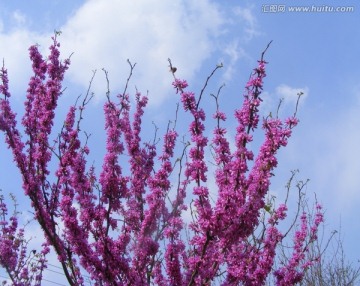 紫荆花