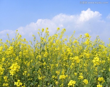 油菜花