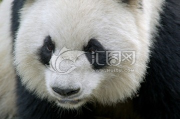 一只幼年大熊猫