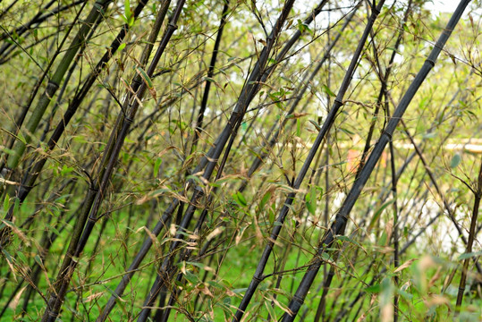 普陀山的紫竹林