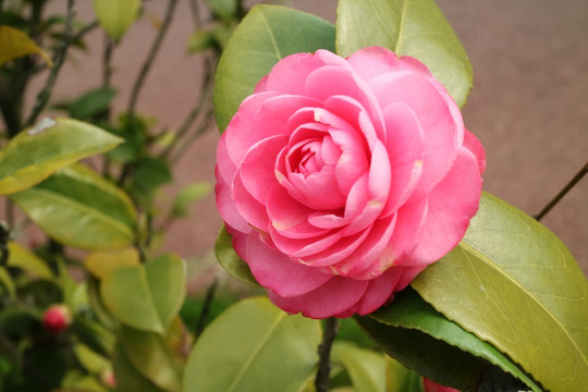 茶花 山茶花 粉红茶花