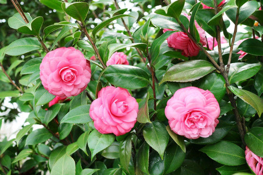 粉红茶花 茶花 山茶花