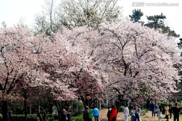 玄武湖樱花