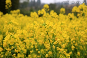 油菜花