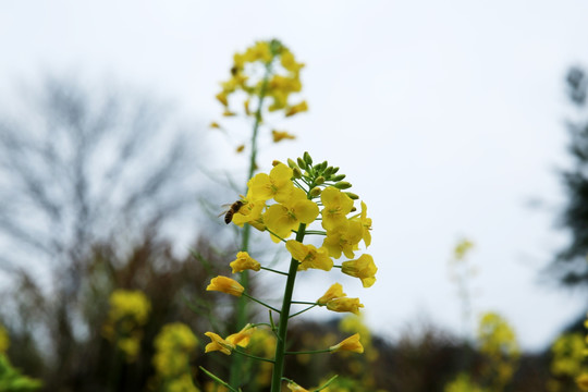 油菜花