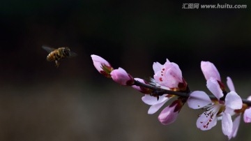 蜜蜂在桃花里飞舞二