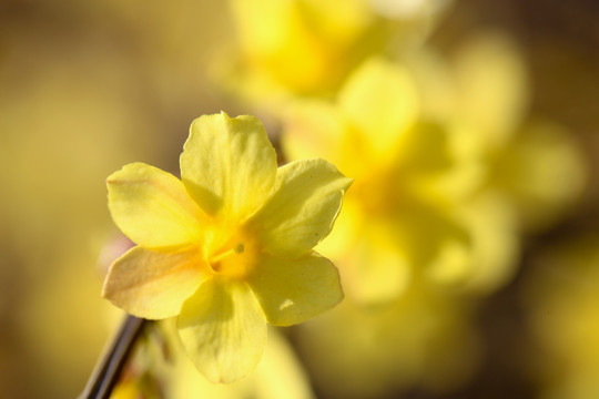 迎春花 高清花卉