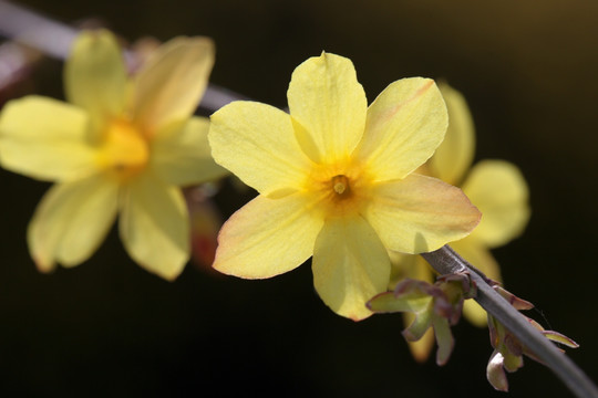 迎春花