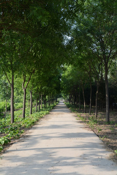 北京鸿博公园风光