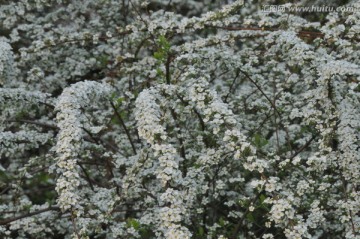 喷雪花