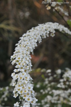 喷雪花