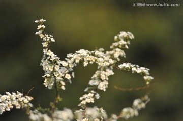 喷雪花