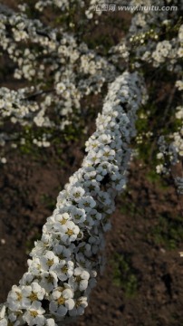 喷雪花