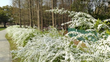 喷雪花