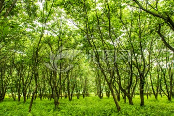 树木 树林