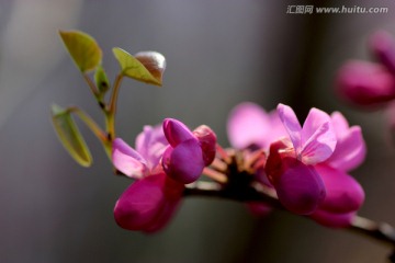 紫荆花 嫩叶