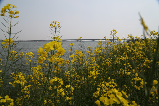 油菜花 河流