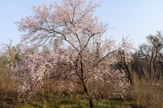 杏树