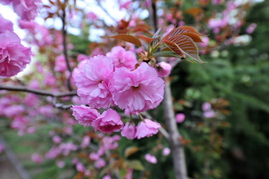 樱花