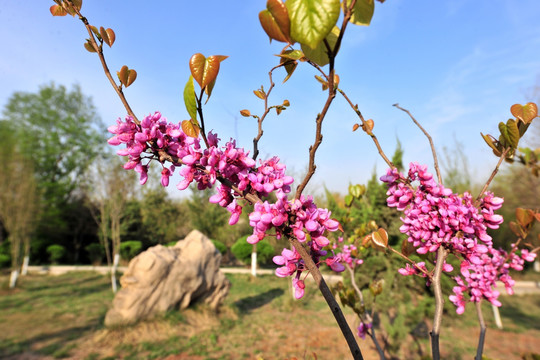 紫荆花  紫色花  春天