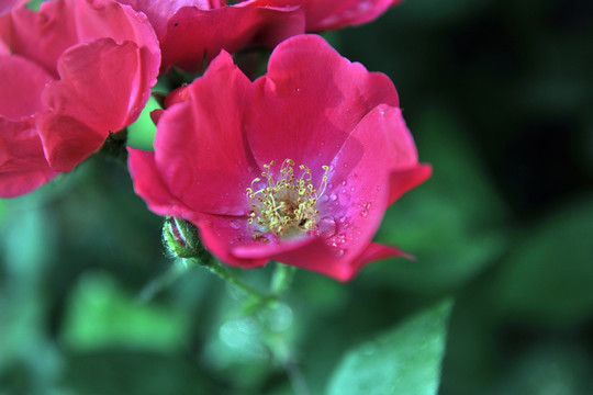 红色花  花卉背景