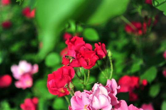 月季花  红色花   红花