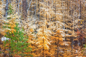 树林秋雪