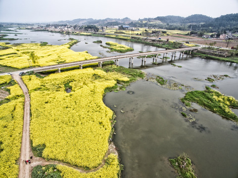 航拍油茶花