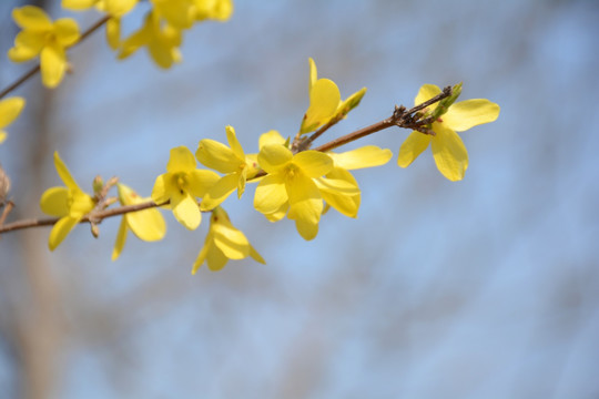 迎春花