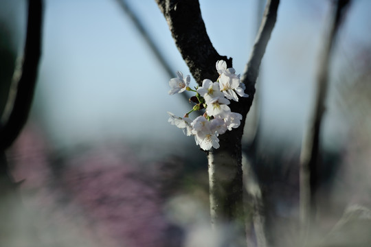 樱花