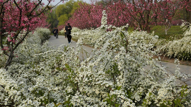 喷雪花绽放如雪花