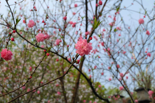 樱花