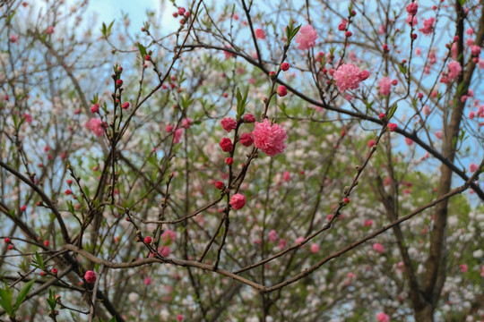 樱花