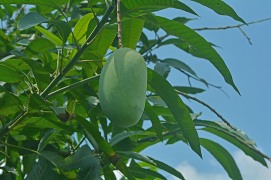 芒果树