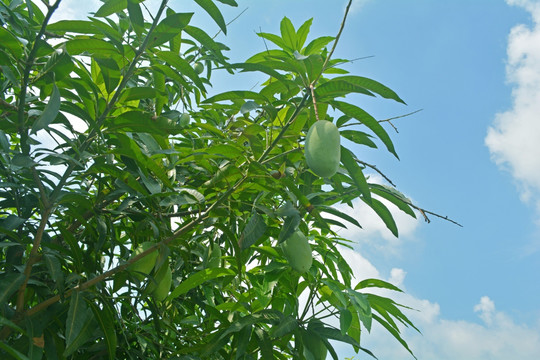 果园里的芒果