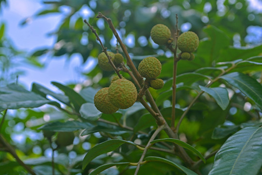 龙眼树