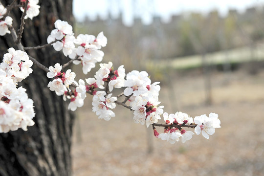 杏花盛开  春天  白色花